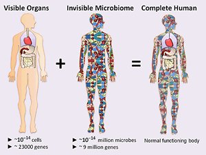 The Microbiome, Dysbiosis & Leaky Gut. microbiome